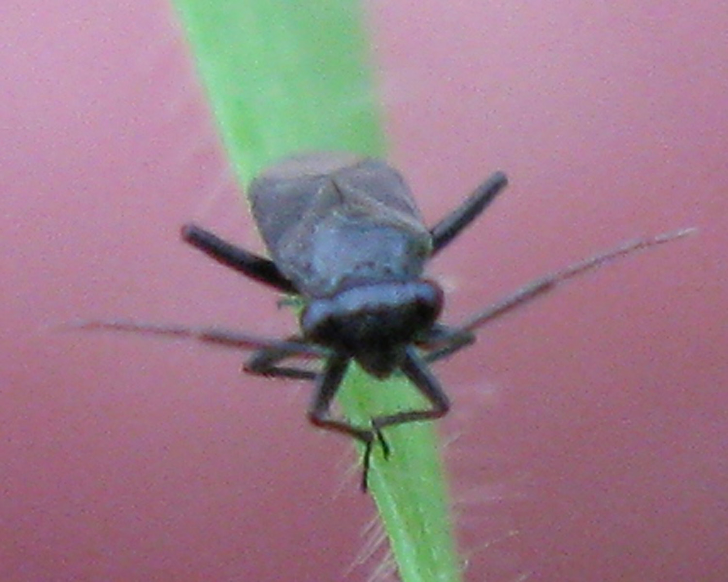 Miridae: Pachytomella passerinii, maschio di Ercolano